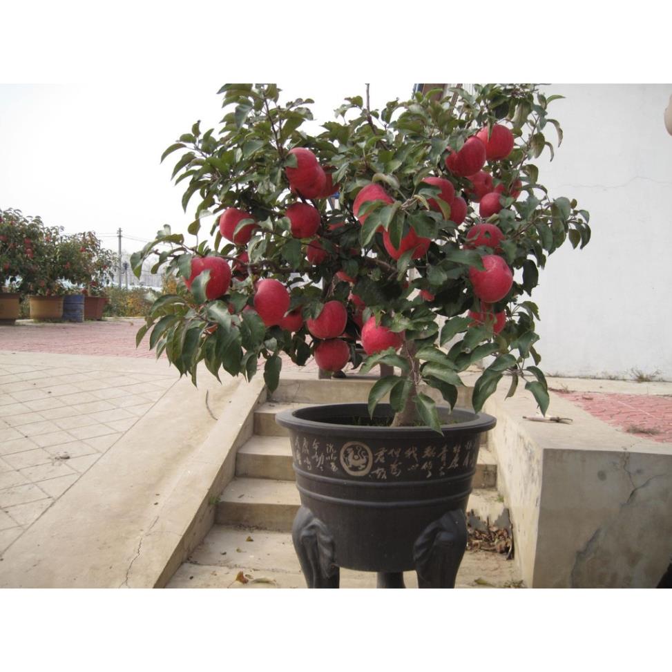30 hạt giống táo lùn bonsai siêu quả