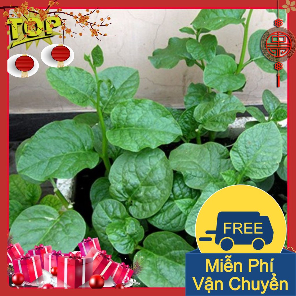 Combo 2 Gói Hạt Giống Rau Mồng Tơi