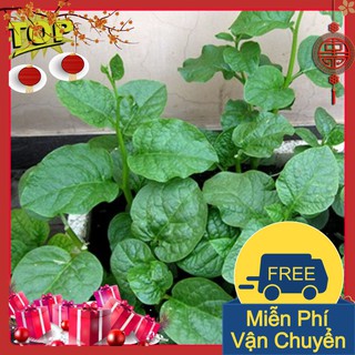Combo 2 Gói Hạt Giống Rau Mồng Tơi