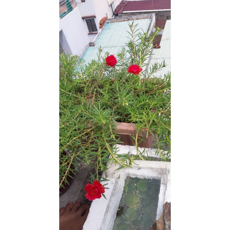 Hoa mười giờ Thái kép Đỏ - 10 cành giống