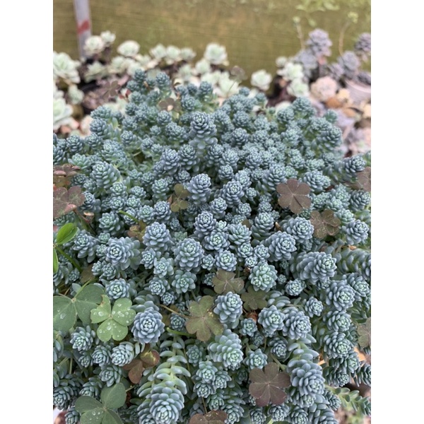SEN ĐÁ SEDUM HOA HỒNG