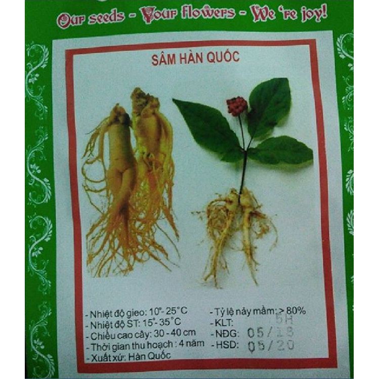 Hạt giống cây nhân sâm Hàn Quốc - 1 gói 5 hạt/kèm 5 viên nén xơ dừa ươm hạt