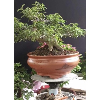 khuôn chậu cảnh ( chậu cao 18cm , đường kính tăng to nhỏ 25cm đến 50-60cm)