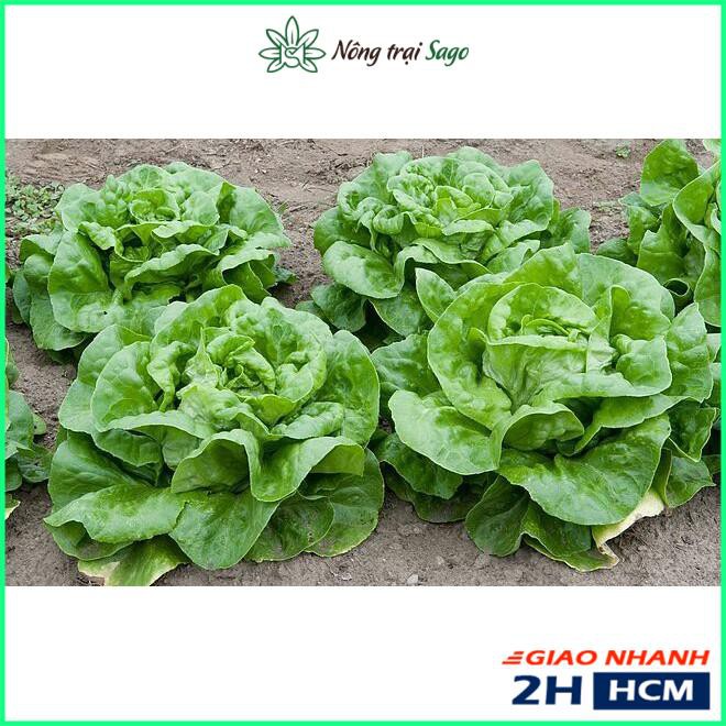 Hạt giống Xà Lách Búp Mỡ (Xà Lách Đăm) - Gói 5 Gram