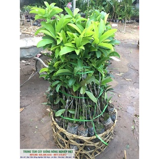 Cây Giống Hồng Xiêm Xoài Siêu Trái