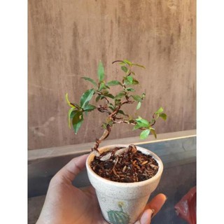 hồng ngọc mai siêu mini