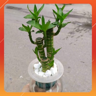 Cây Phát Tài, Cây Phát Lộc Thủy Sinh