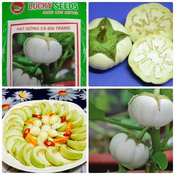 Hạt giống Cà đĩa  trắng F1 gói 1gram