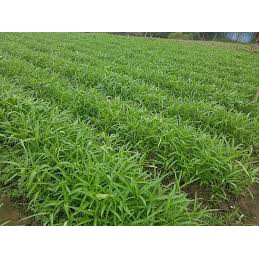 50GR - HẠT GIỐNG RAU MUỐNG
