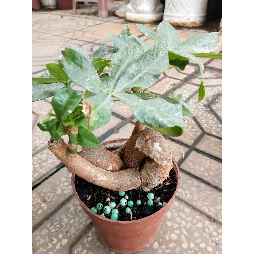 RYNAN FLOWERMATE 230 hũ 150gr - NPK 23-08-08+TE dùng cho cây ở mọi giai đoạn, giúp cây ra chồi mới tốt lá xanh mướt