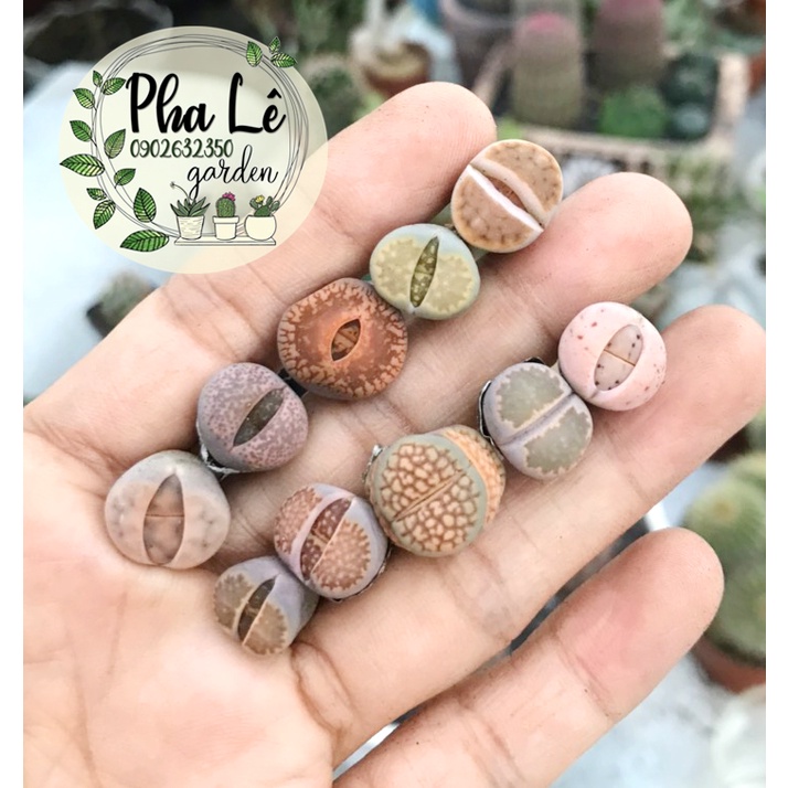 Combo 10 cây sen mông/lithops