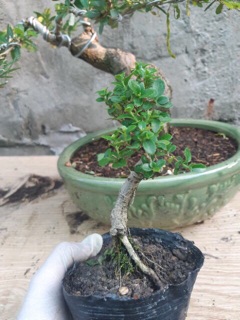 Cây Sam hương mini