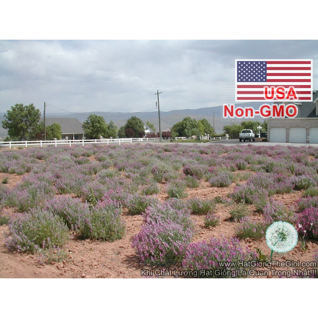 10h Hạt Giống Hoa Lâu Năm Utah Violet (C6.202| B21*V34)