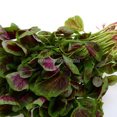 Hạt giống rau dền khoang cao sản - 20gr, dền tía lá to năng suất Seed