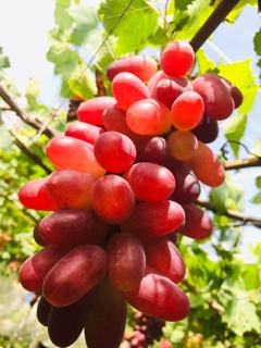 Nho hồng móng tay-phan rang