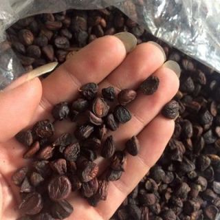 10 Hạt dổi nếp cổ thụ đặc sản tây bắc