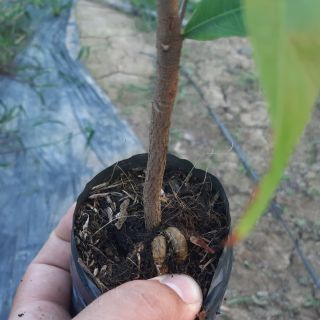 50 cây mai vàng con cao 40-50cm