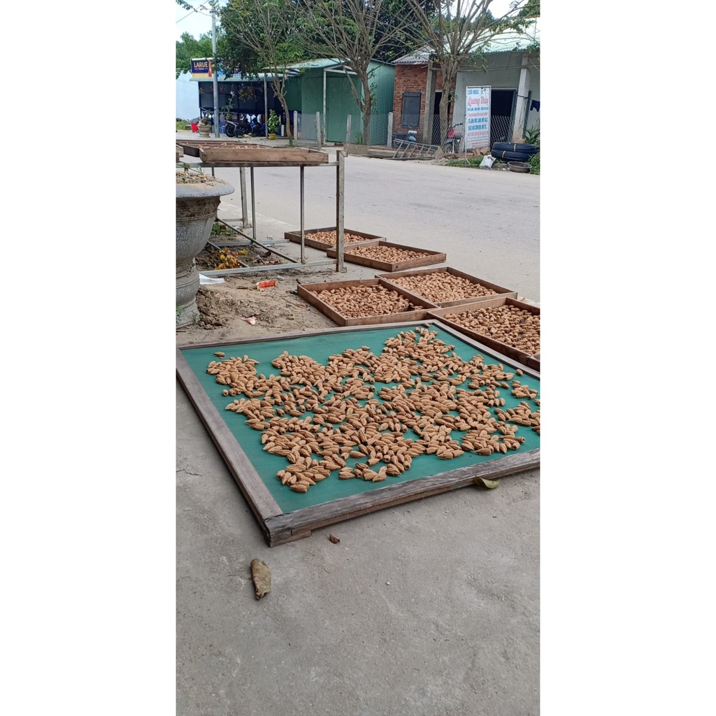 Nụ Hoàng Đàn Tuyết