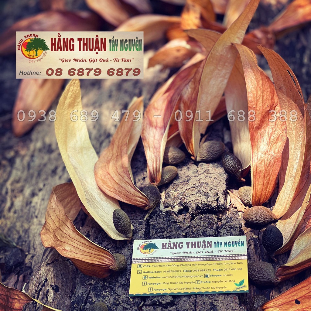 Hạt Đười Ươi Bay Hằng Thuận Tây Nguyên (Chuẩn chất lượng)