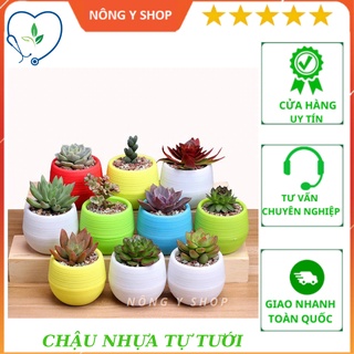 Chậu nhựa tự tưới hình tròn 2 tầng trồng cây sen đá, xương rồng và cây cảnh mini các loại trang trí văn phòng