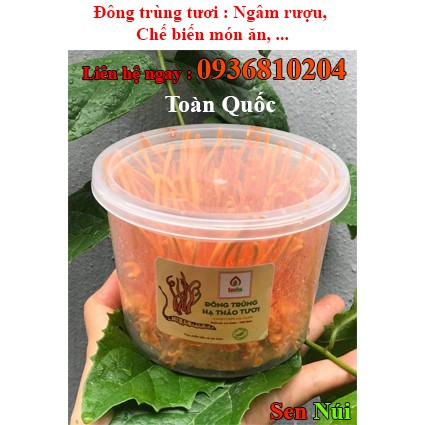 (200gr) Đông trùng hạ thảo tươi Sen Núi