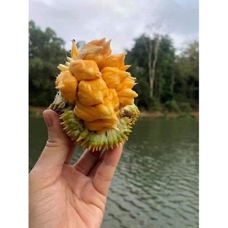 Cây giống mít ấn độ qủa nhỏ siêu thơm