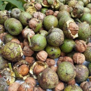 500g óc chó nếp sa pa (vỏ mỏng , cơm nhiều)
