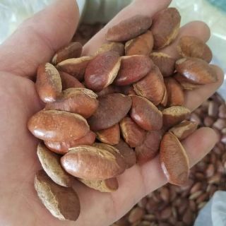 HẠT KO-NIA