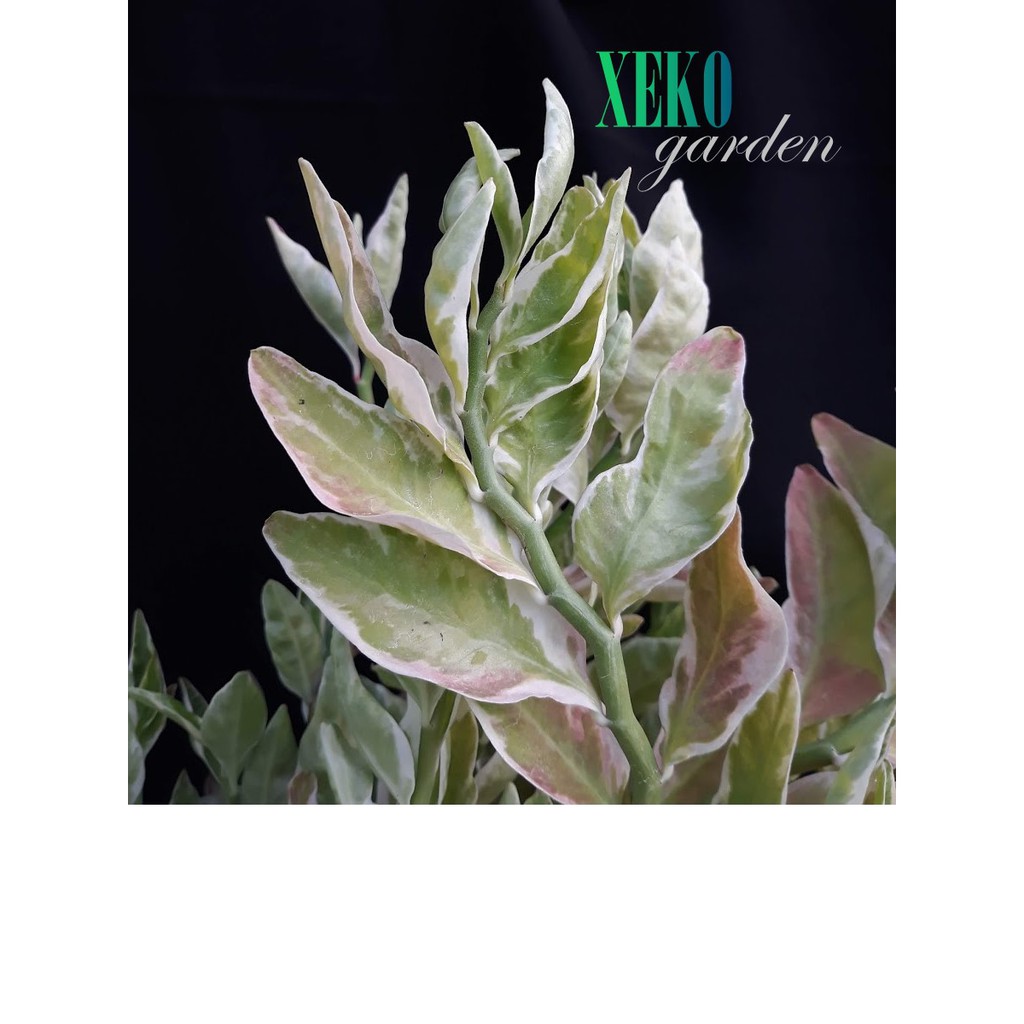 CÂY HỒNG TƯỚC SAN HÔ VỈ - Euphorbia tithymaloides L.
