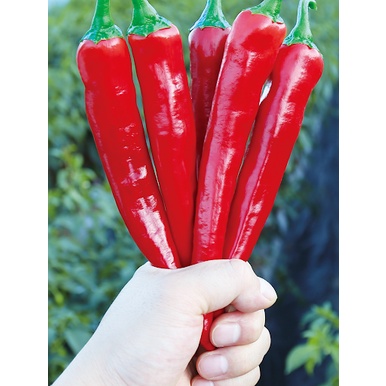 [Hạt giống Hàn Quốc] Hạt giống ớt cay đỏ Hàn Quốc - tỷ lệ nảy mầm 95%