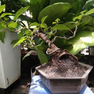 Cây Sung Bonsai