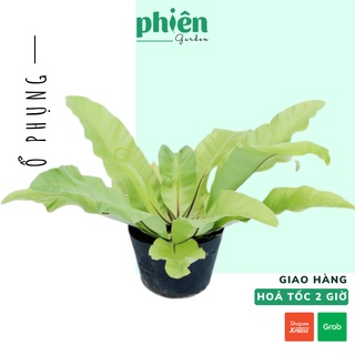 Cây Ráng Ổ Phụng, cây Tổ Quạ Asplenium nidus Phong Thủy, Nội Thất văn phòng