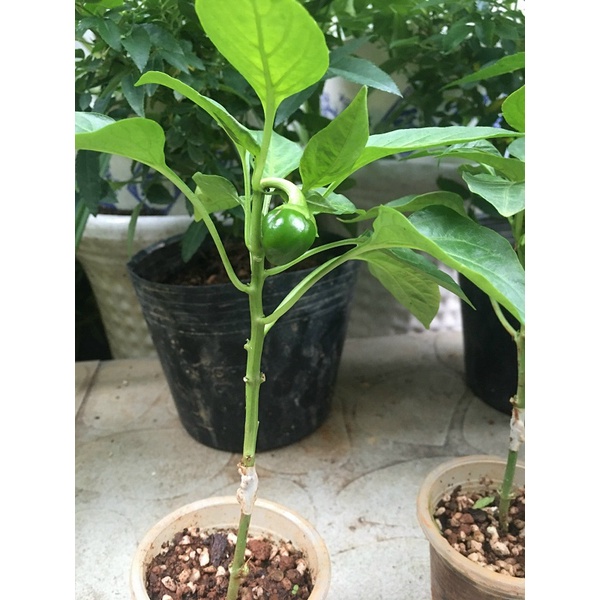 CÂY GIỐNG ỚT CHUÔNG MASSILIA ĐỎ CÂY GHÉP # MUA 10 CÂY TẶNG 1 CÂY CÙNG LOẠI_KÈM PHÂN HỮU CƠ CÁ HỒI TAN CHẬM NAUY