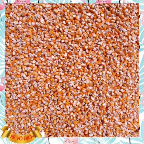 Bắp hạt sấy khô ( Ngô sấy khô) dùng làm thức ăn cho gia cầm