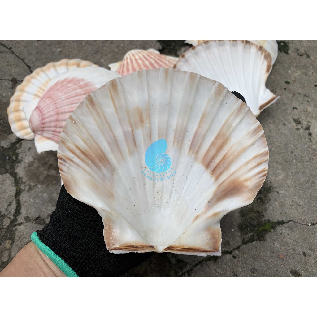 Vỏ Sò Điệp đẹp trang trí bể cá, bàn làm việc, phòng khách, chụp hình, Đế đốt hương trầm..