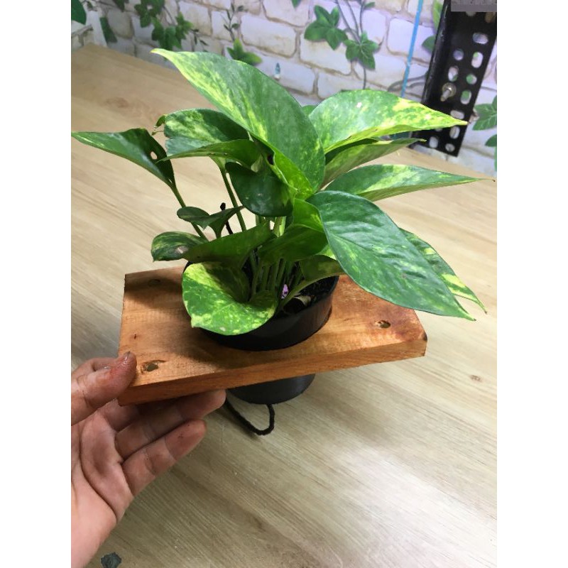 cây trầu bà