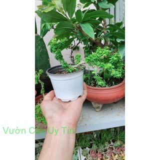 Linh Sam Hạt Gạo