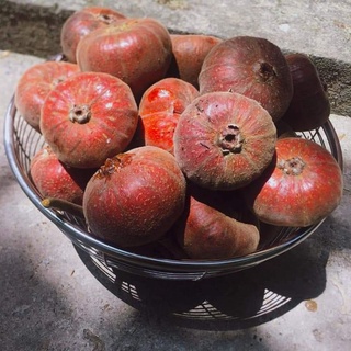 CÂY GIỐNG SUNG MẬT RỪNG