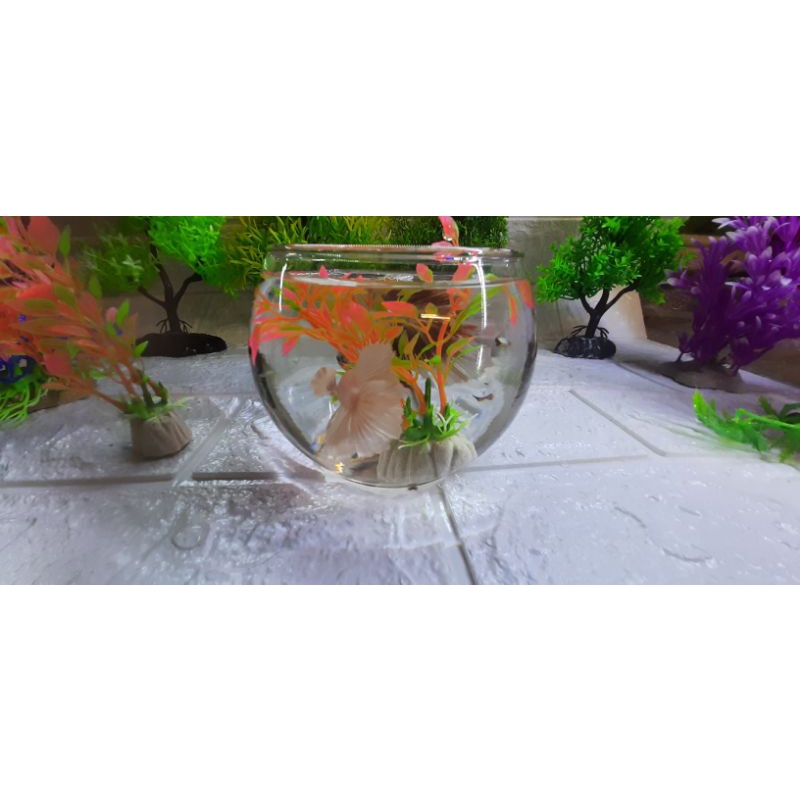 Chậu Thủy Tinh Nuôi Ốc Mượn Hồn Tặng Cát+Cây Ngẫu Nhiên