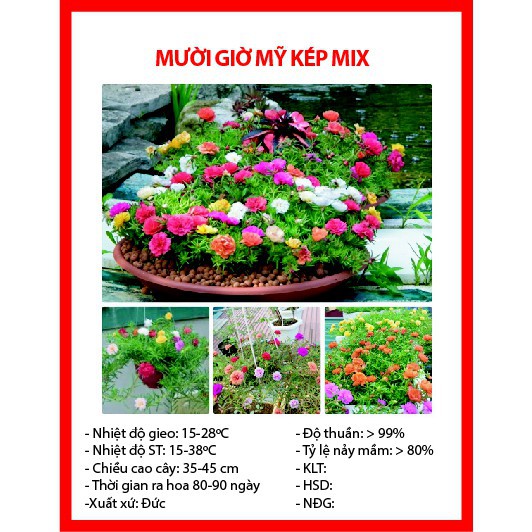 Hạt Giống Hoa Mười Giờ Mỹ Kép Mix - 100 Hạt