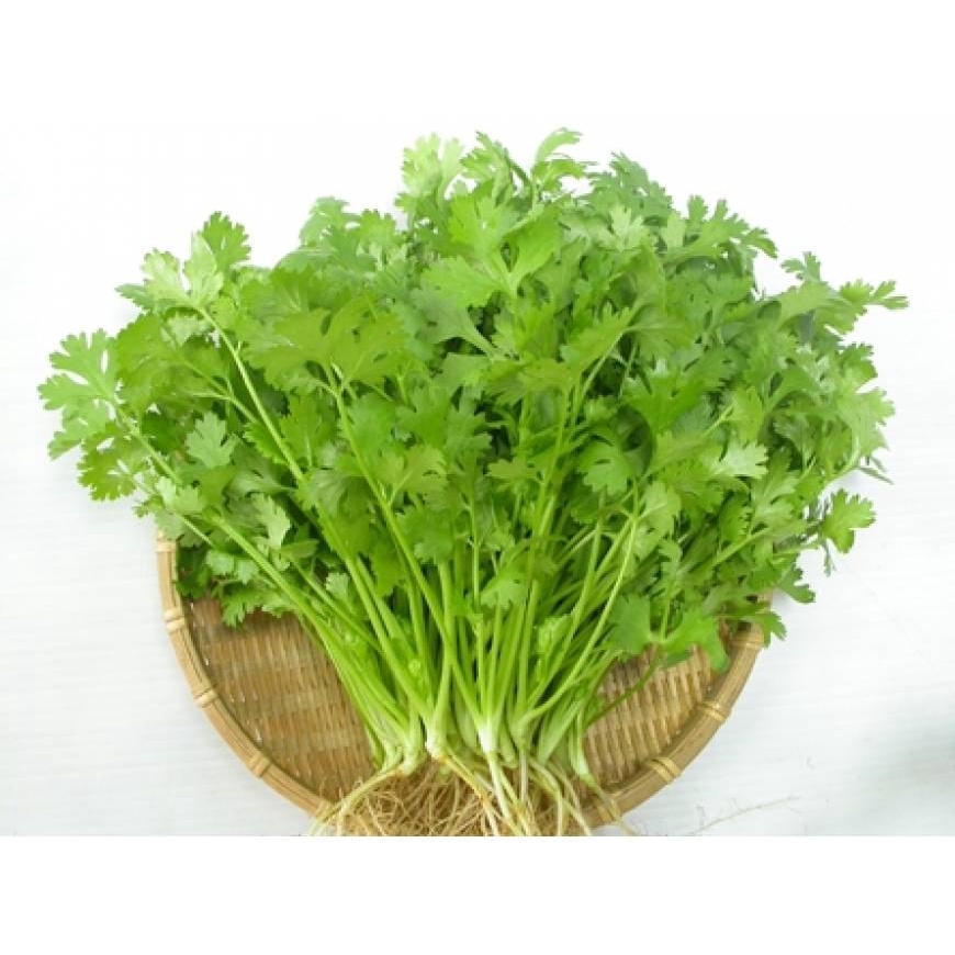 Hạt giống rau mùi ta (tặng kèm phân)