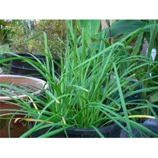 1 lạng hạt giống rau hẹ