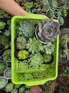 Combo 100k sen đá( 10cây 3-8cm)