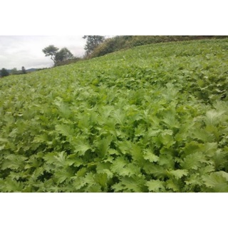 Hạt giống cải mèo 20 gr ☘️