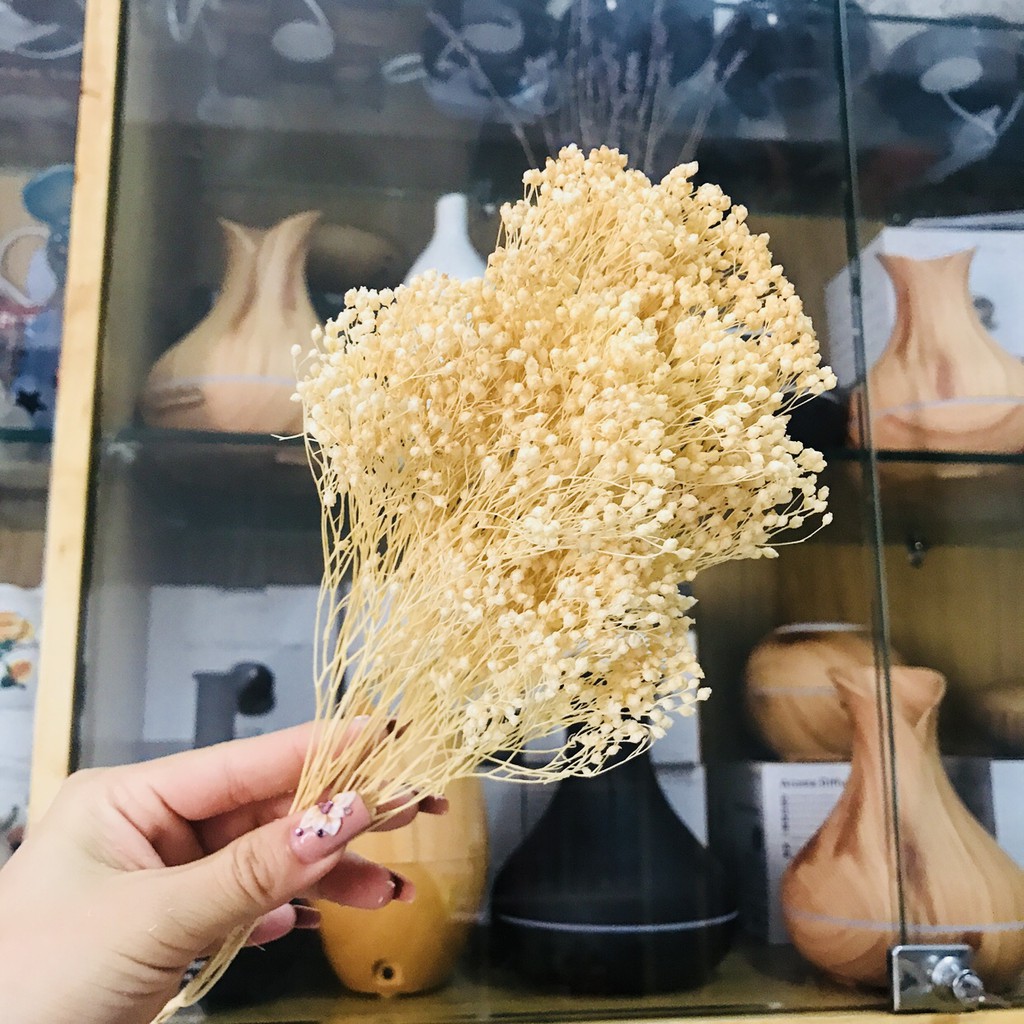 [Hoa khô Hà Lan] Bloom baby nhập khẩu