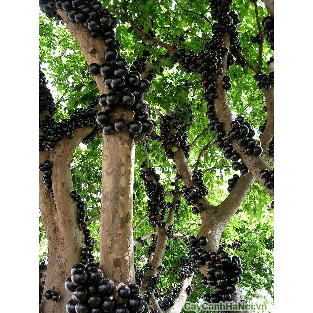 Hạt Giống Nho Thân Gỗ