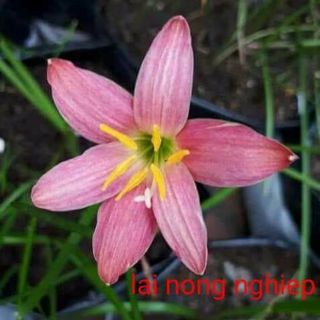 Củ giống hoa tóc tiên, huệ mưa