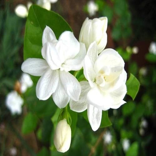 500g trà hoa nhài Tây Bắc giúp ngủ ngon
