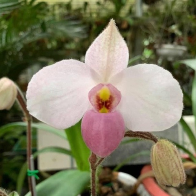Hoa lan hài hồng đang nụ