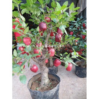 Hạt giống táo đỏ lùn của Mỹ ( Gói 10 hạt - tặng gói kích hạt nảy mầm ) - STHG2